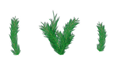 Spruce Twig Pine Needle Fir Tree Branch Design Element 