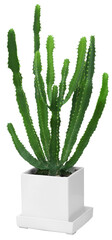 Green cactus plant growing in modern white pot, isolated