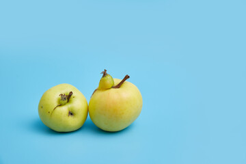 Two ugly yellow apples on a blue background. Image with copy space, horizontal orientation. copyright. Funny, unusual fruit or food waste concept