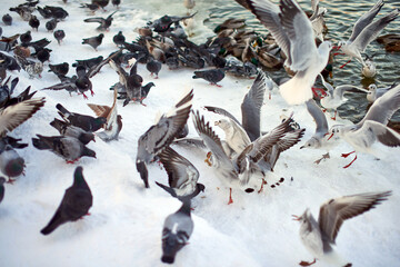 Feeding seagulls and pigeons on the lake in winter.