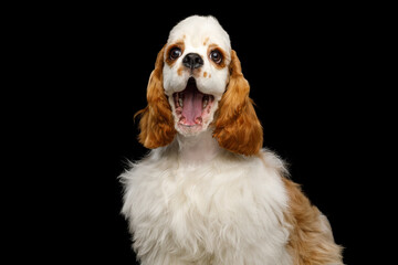Portrait of American Cocker Spaniel dog Funny smiling isolated on Black Background