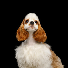 Portrait of American Cocker Spaniel dog Funny Looking at camera isolated on Black Background