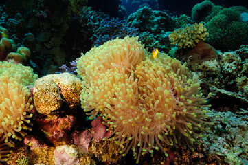Naklejka na ściany i meble Underwater world, anemones.