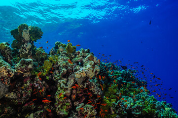 Naklejka na ściany i meble Underwater world: life on the reef