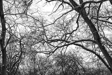 Black and white photo of dead winter tree. nature conceptual image.
