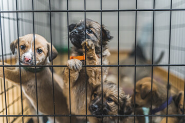 Rescued little puppies in a foster home of a volunteer. High quality photo