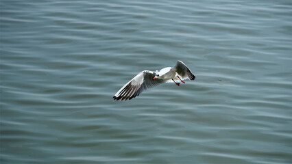 Seagull landing on the ocean.