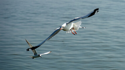 Fototapeta na wymiar Seagulls flying over the ocean.