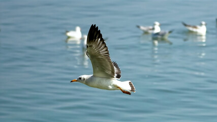 Seagull flying on the ocean. blurred many seagulls landscape
