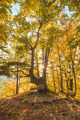 Obraz premium Orange and yellow warm sun illuminates the orange-red forest and forest path. Domasinsky meander, Zilinsky region, Slovakia. Autumn colourful forest. October and november