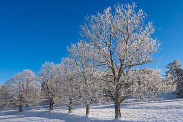 winter wonderland, beautiful evergreen tress partly covered with snow during a sunny winter day with blue sky