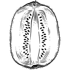 Hand drawn Kiwi Fruit Slice Sketch Illustration