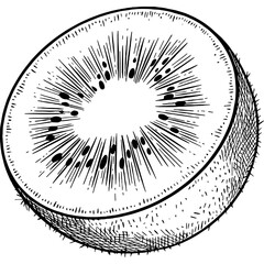 Hand drawn Kiwi Fruit Slice Sketch Illustration