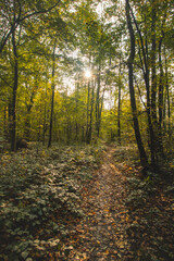 Fototapeta premium Autumn crisp forest with fresh air and a path covered with autumn leaves. Autumn season in Beskydy mountains, Czech republic. Nature lifestyle