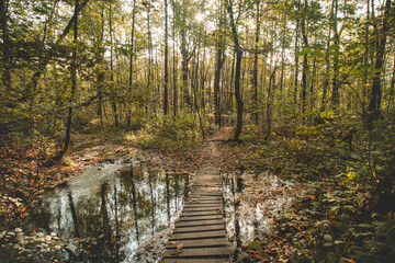 Autumn scene with a small river crossed by a wooden walkway covered with autumn leaves and shining sun. Beskydy mountains, Czech Republic