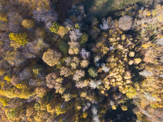 Forest structure from above