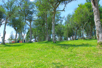 Fototapeta na wymiar Beautiful landscape of meadow with green trees for summer background. Perfect for picnics. Grass field with forest trees and environment public park