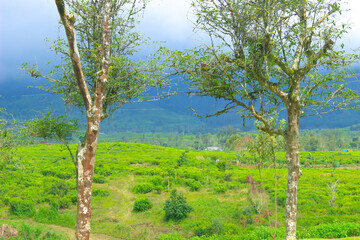 Obraz premium Beautiful landscape of meadow with green trees for summer background. Perfect for picnics. Grass field with forest trees and environment public park
