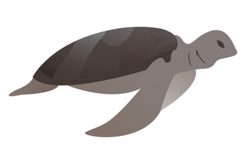 turtle cartoon isolated on transparency background