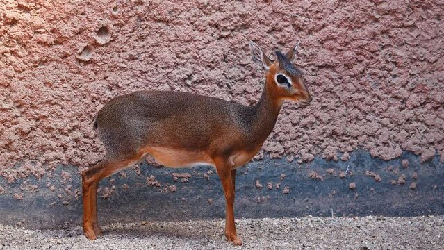dik dik (madoka) small brown antelope