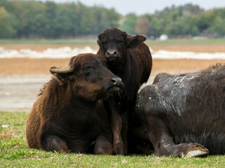 Fototapeta premium Domestic water buffalo in the Reserve in a national park