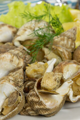 assiette de bulots en gros plan