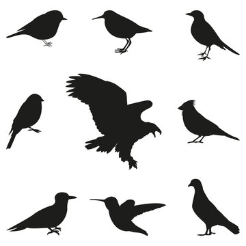 Bird Silhouettes editable vector set