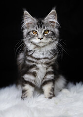 Maine Coon photography
