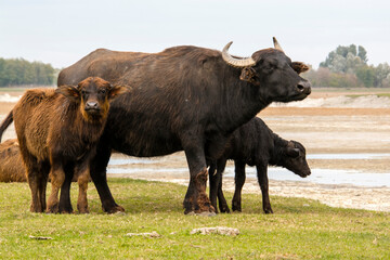 Domestic water buffalo in the Reserve in a national park