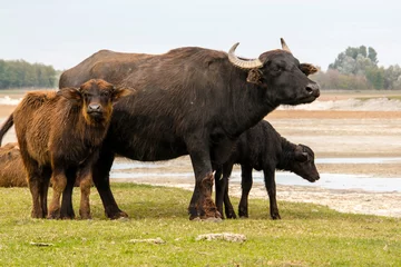 Crédence de cuisine en verre imprimé Buffle Domestic water buffalo in the Reserve in a national park