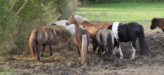 several horses are standing at a feed rack with hay