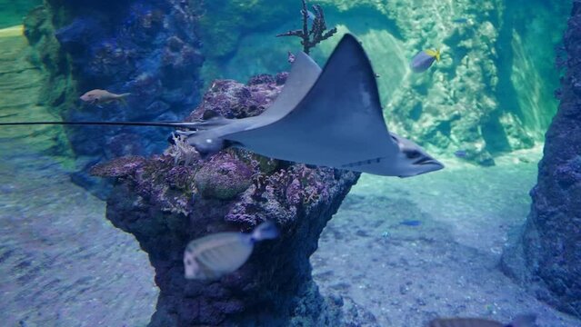 floating stingray in blue water