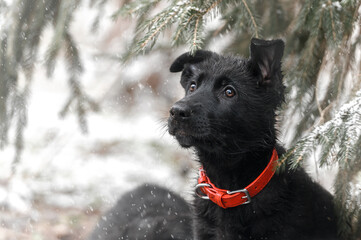 Zimowy portret szczeniaka, czarny owczarek niemiecki - obrazy, fototapety, plakaty
