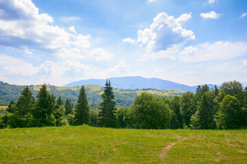 forest on the grassy meadow. green summer landscape in mountains. sunny weather with clouds above...