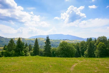 Foto op Plexiglas forest on the grassy meadow. green summer landscape in mountains. sunny weather with clouds above the distant ridge © Pellinni
