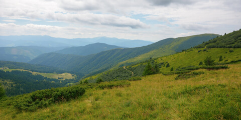Naklejka premium carpathian mountain range in summer. landscape with forested hills and grassy meadows rolling down in to the valley. travel ukraine