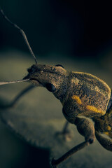 Details of a weevil perched on a green leaf