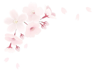 Fototapeta na wymiar 桜の花のコーナー飾り素材　透過