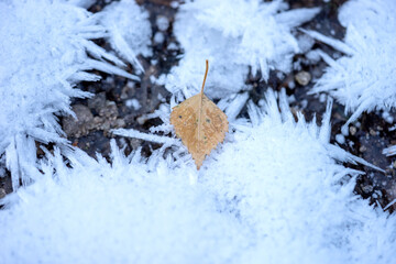 Small brown leaf in winter on the frozen ground