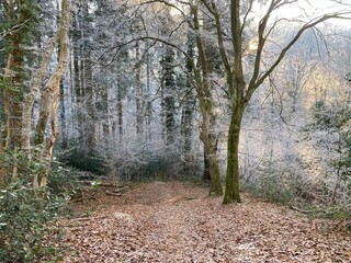 Schöne Landschaft mit Raureif im Winter mit Waldweg
