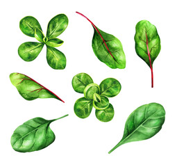 Set of various fresh salad vegetables leaves. Watercolor illustration