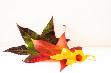 some maple leaves isolated on white background, autumn promotion. Autumnal motif
