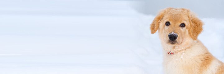 Hovawart golden puppy at winter. A portrait of a cute Golden Retriever dog sitting in snow.