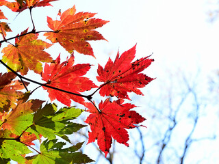 Close up  autumn leaves around Lake Yunoko