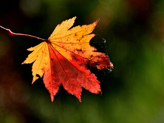 Close up a autumn leaf around Lake Yunoko