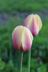Fototapeta premium pink tulip flower