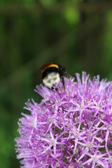 bee on a flower