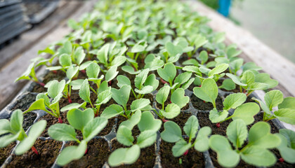 A row of small green plant organic vegetables hydroponic in the nursery farm. Hydroponics salad garden growing in greenhouse plantation with quality control. Food production small business concept.