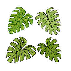 Monstera leaf. Green houseplant,