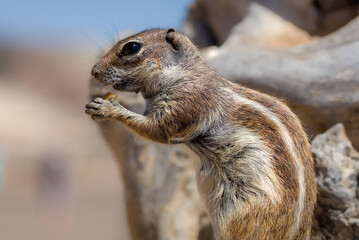 chipmunk (Tamias sibiricus)